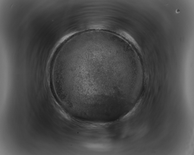 X0000087681035200705041025