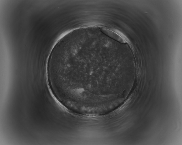 X0000087681055200705041025