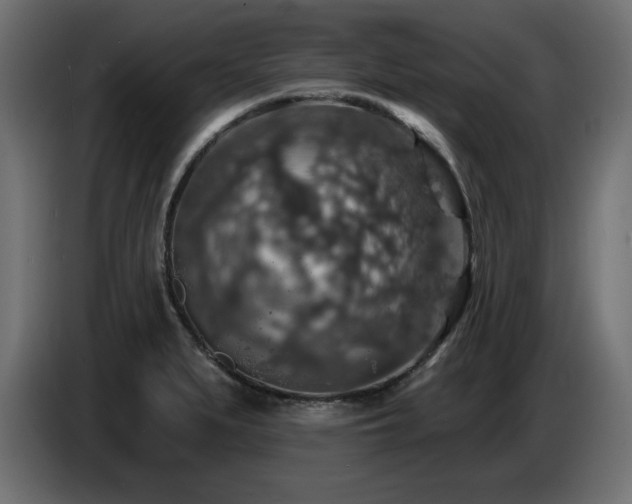 X0000087681279200705041022