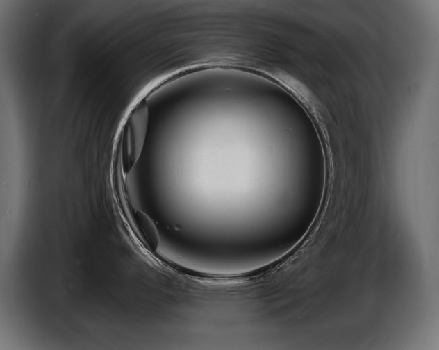 X0000087681296200705041021