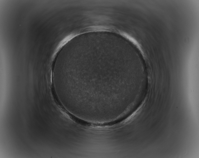 X0000087681365200705041021