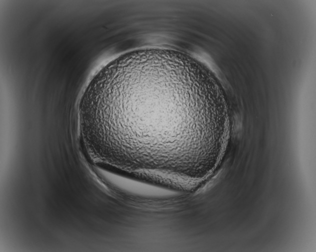 X0000087681371200705041021