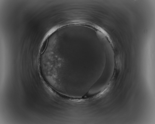X0000087681373200705041021