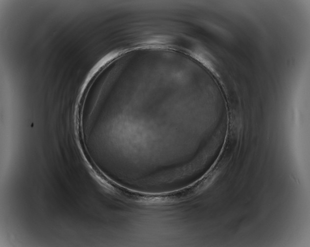 X0000087681474200705041019