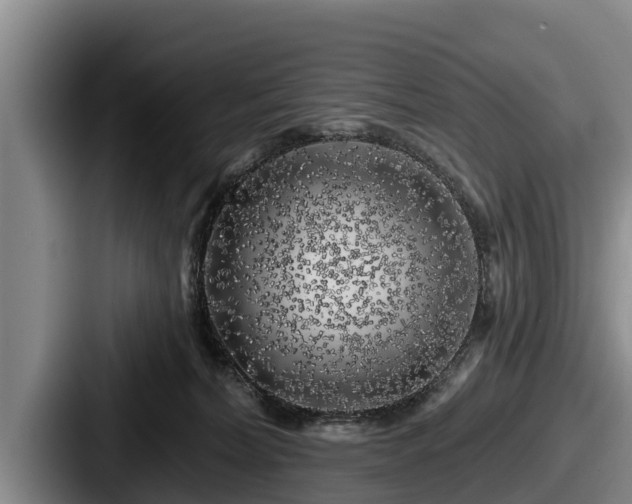 X0000087680228200705111307