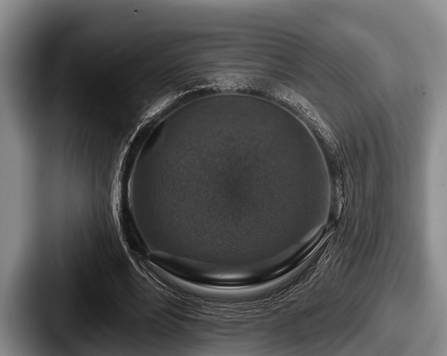 X0000087680488200705111303