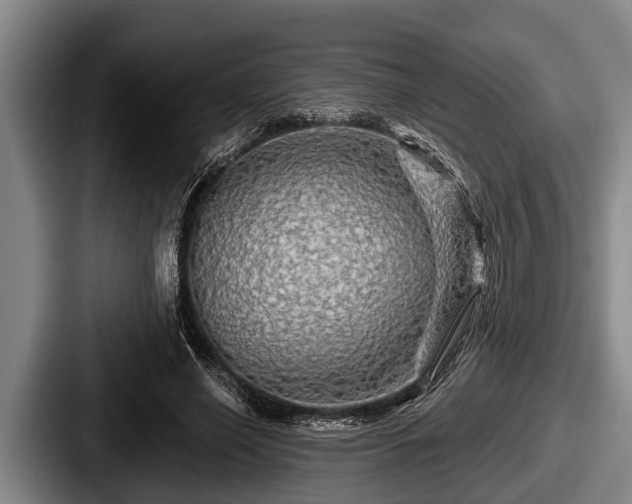 X0000087680638200705111301