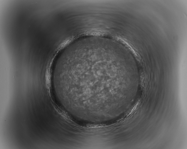 X0000087680679200705111301