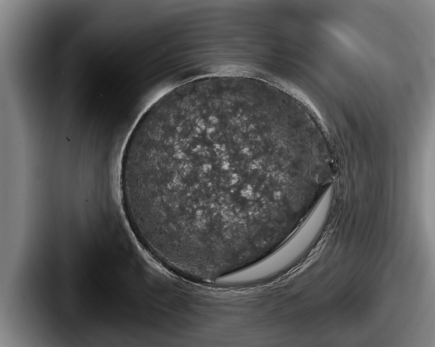 X0000087681087200705111255