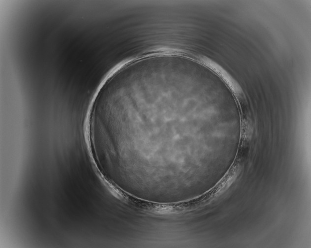 X0000087681098200705111255