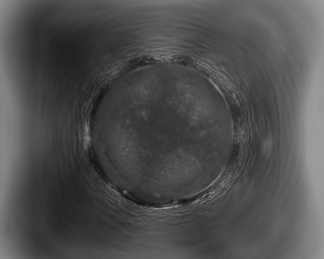 X0000087681106200705111255