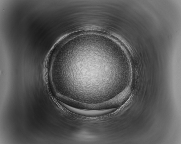 X0000087681115200705111255