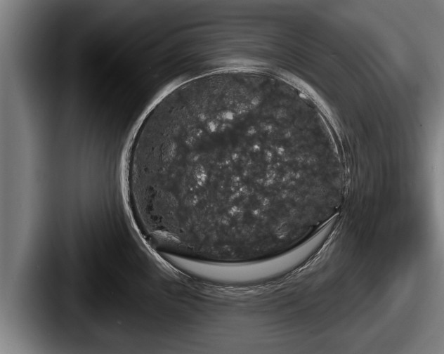 X0000087681243200705111254