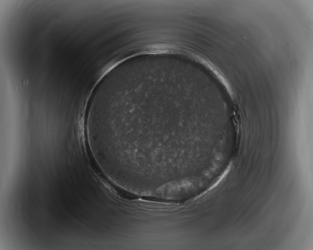X0000087681465200705111250