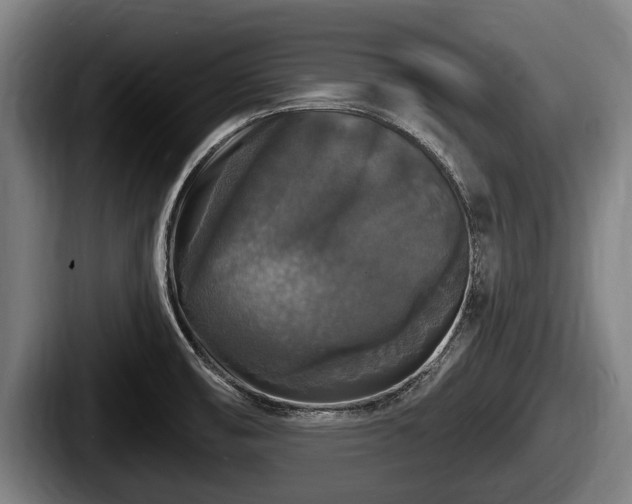 X0000087681474200705111250