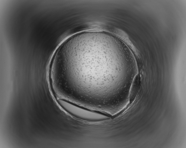X0000087681484200705111250