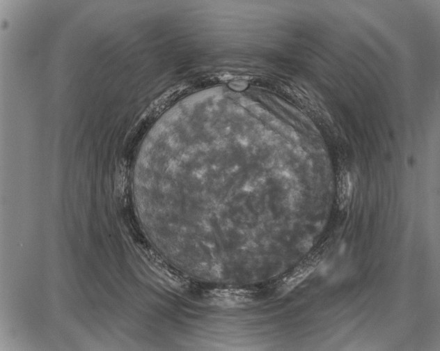 X0000087680367200705181735