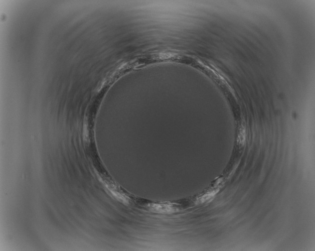 X0000087680524200705181733