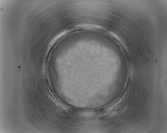 X0000087681074200705181724