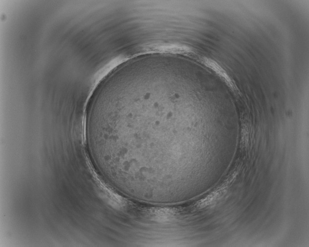 X0000087681079200705181724