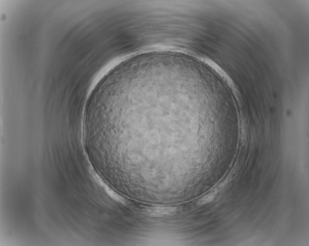 X0000087681294200705181720