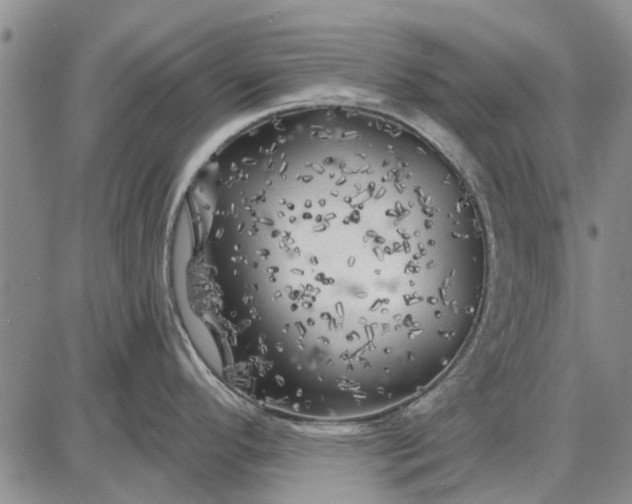 X0000087681296200705181720