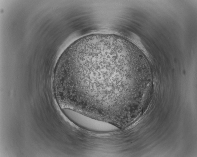 X0000087681484200705181717