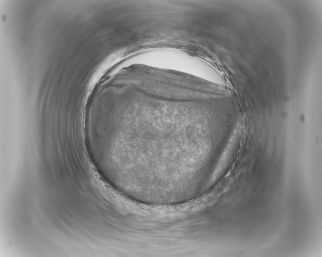 X0000087680006200705251655