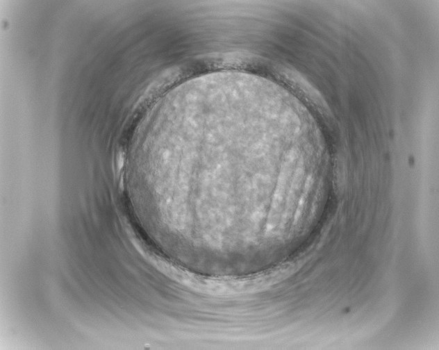 X0000087680022200705251655