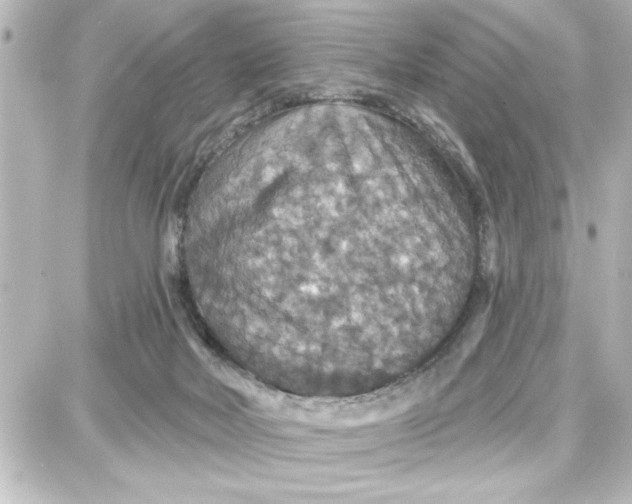 X0000087680026200705251655