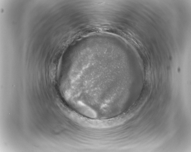 X0000087680030200705251655