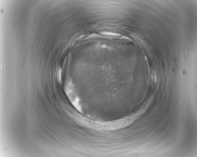 X0000087680046200705251654