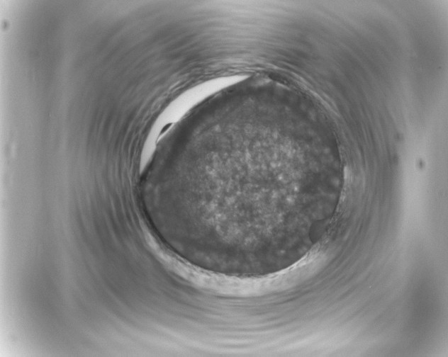 X0000087680048200705251654