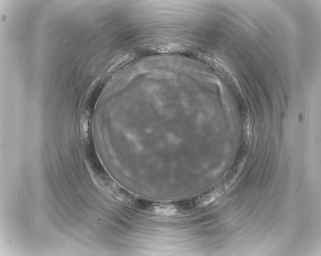 X0000087680214200705251652