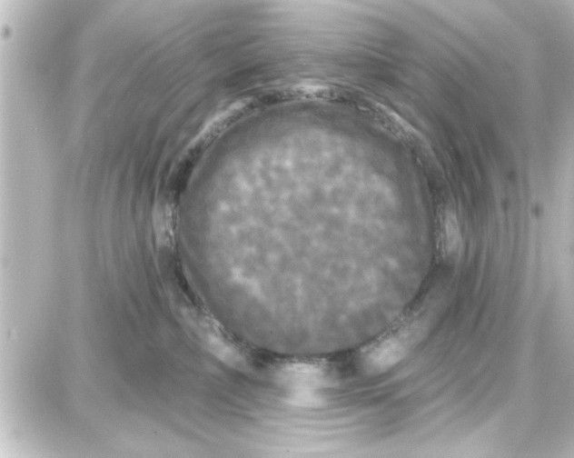 X0000087680236200705251651