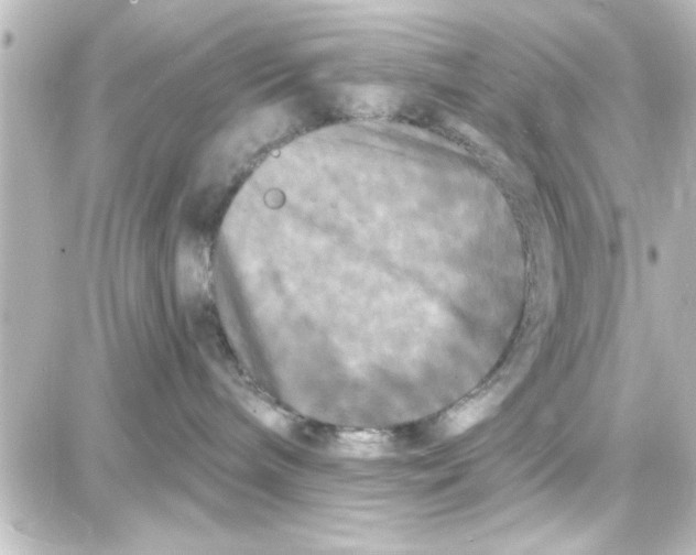 X0000087680240200705251651