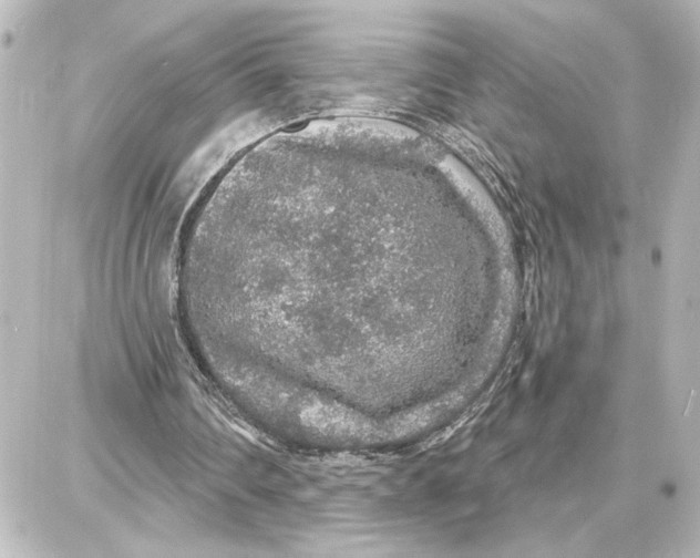 X0000087680290200705251651