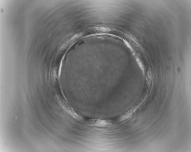 X0000087680330200705251650