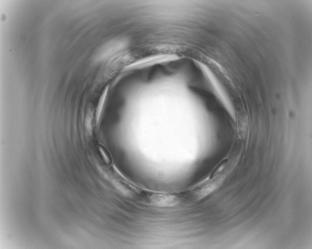 X0000087680334200705251650