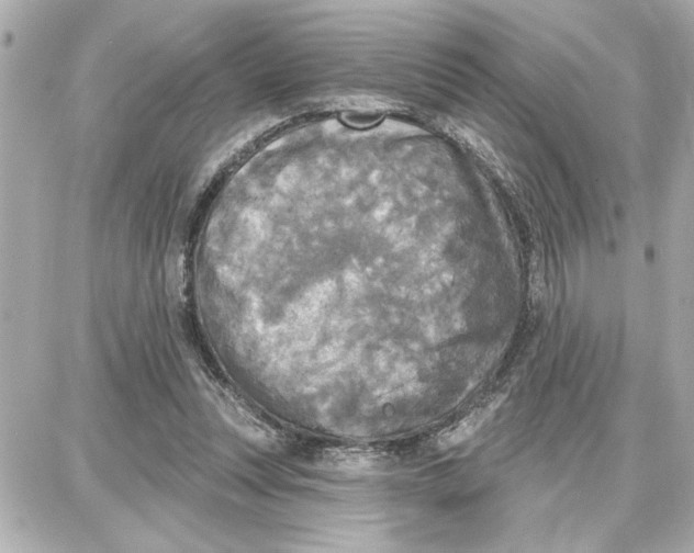 X0000087680351200705251649