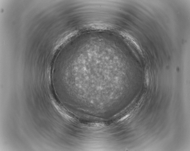 X0000087680398200705251649