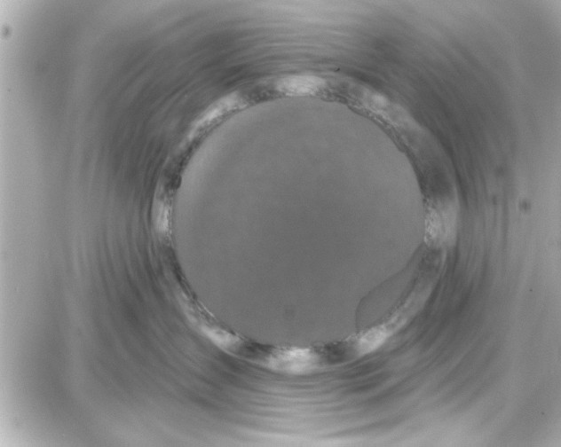 X0000087680431200705251648