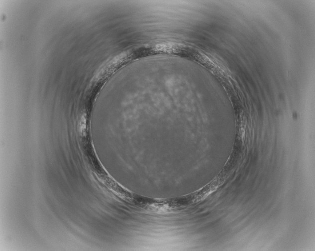 X0000087680502200705251647