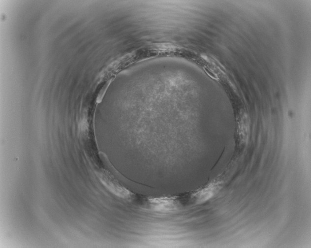 X0000087680516200705251647