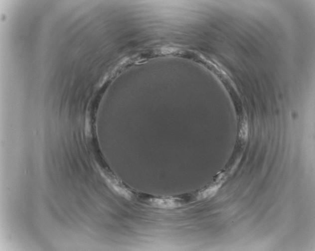 X0000087680524200705251647