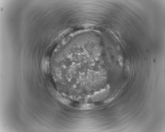 X0000087680527200705251647