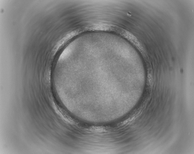 X0000087680534200705251646