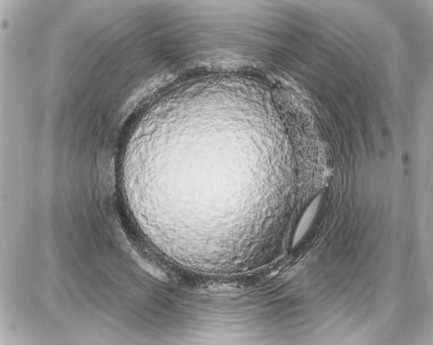 X0000087680638200705251645