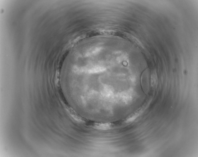 X0000087680671200705251645