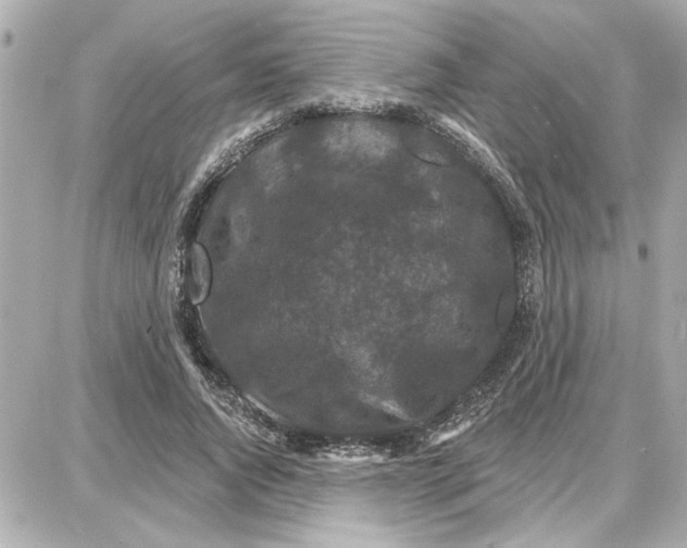 X0000087680736200705251643